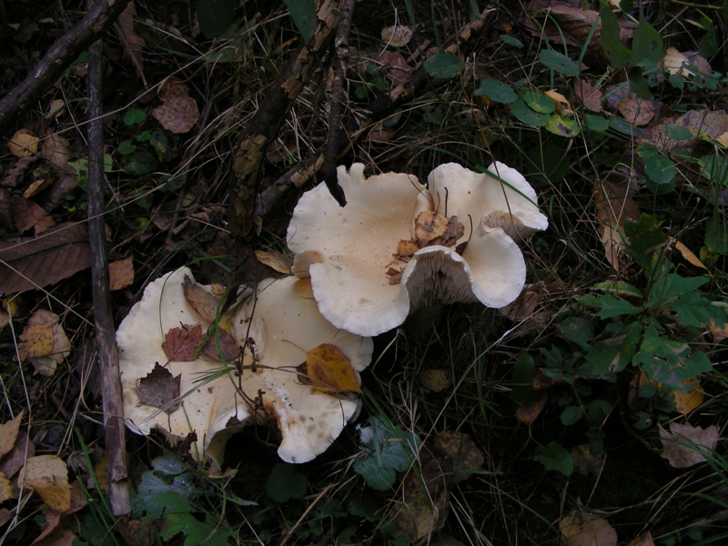 Escursione in bosco misto collinare